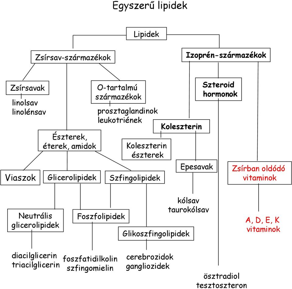 Epesavak Szteroid hormonok Zsírban oldódó vitaminok Neutrális glicerolipidek Foszfolipidek kólsav taurokólsav