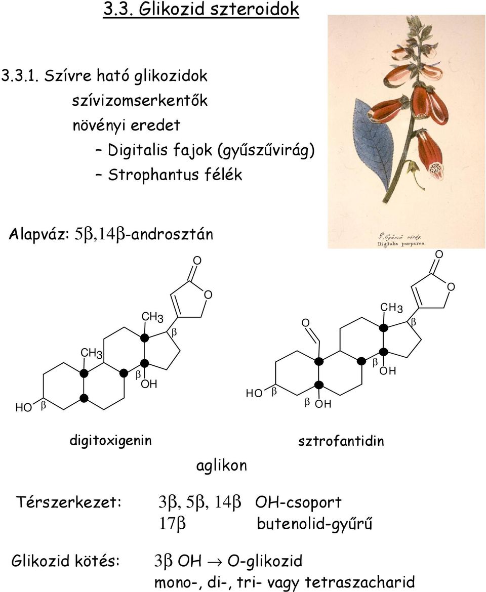 (gyűszűvirág) Strophantus félék Alapváz: 5β,14β-androsztán β β β β β β β