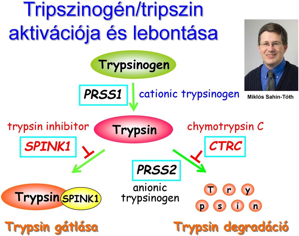 inhibitor SPINK1 Trypsin chymotrypsin C CTRC PRSS2 Trypsin