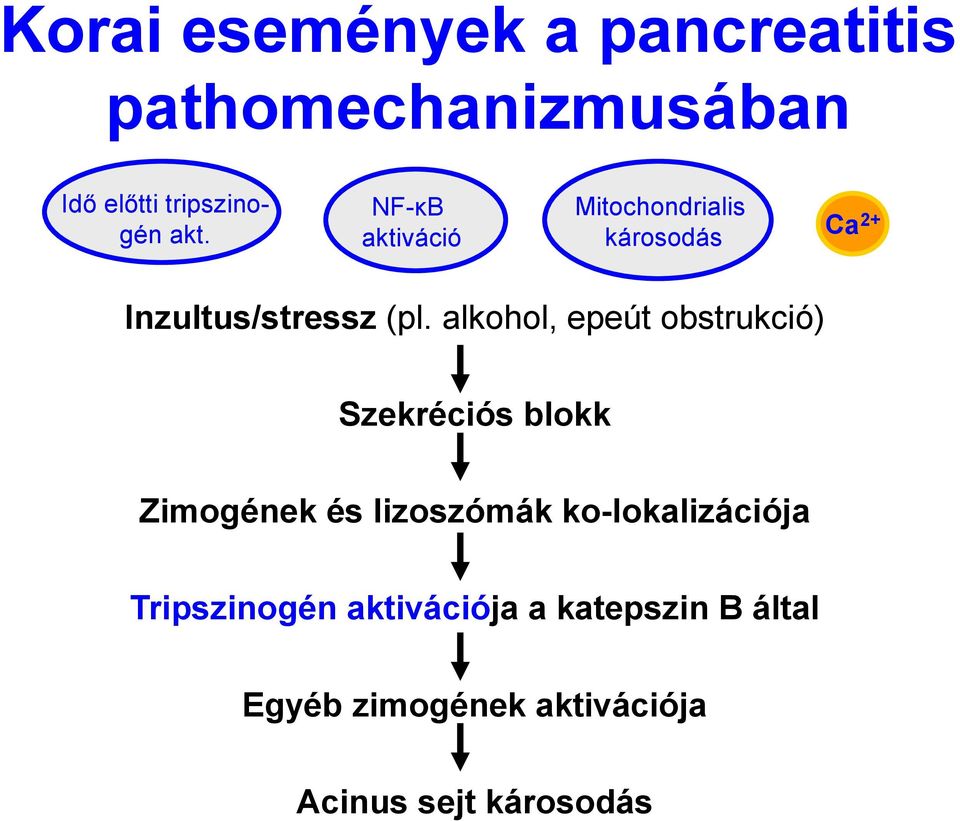 alkohol, epeút obstrukció) Szekréciós blokk Zimogének és lizoszómák