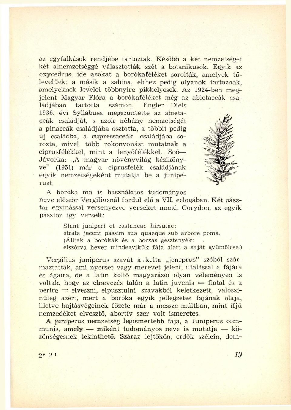Az 1924-ben megjelent Magyar Flóra a borókaféléket még az abietaceák családjában tartotta számon. Engler Diels 1936.