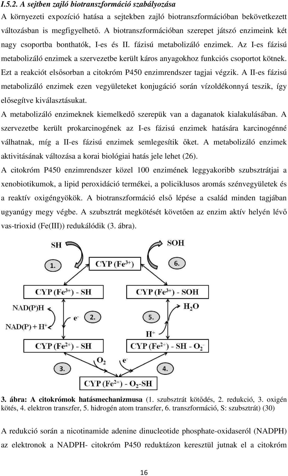 Az I-es fázisú metabolizáló enzimek a szervezetbe került káros anyagokhoz funkciós csoportot kötnek. Ezt a reakciót elsősorban a citokróm P450 enzimrendszer tagjai végzik.