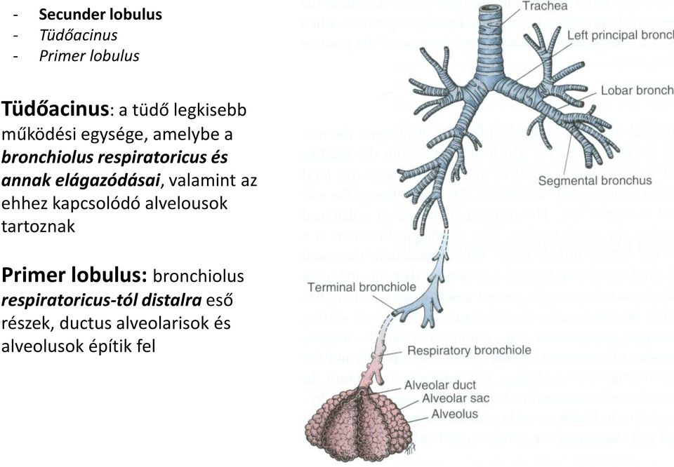 valamint az ehhez kapcsolódó alvelousok tartoznak Primer lobulus: bronchiolus