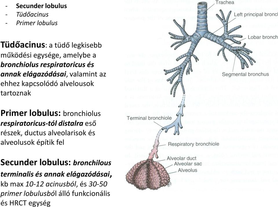 bronchiolus respiratoricus-tól distalra eső részek, ductus alveolarisok és alveolusok építik fel Secunder lobulus: