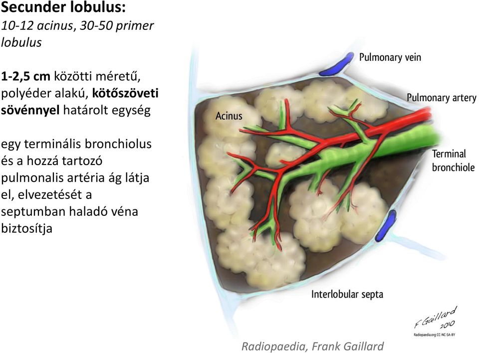 terminális bronchiolus és a hozzá tartozó pulmonalis artéria ág látja