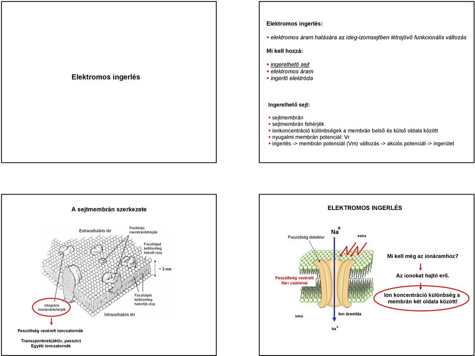 potenciál -> ingerület A sejtmembrán szerkezete ELEKTROMOS INGERLÉS Extracelluláris tér Perifériás membránfehérjék Feszültség detektor Na + extra Foszfolipid kettősréteg hidrofil rész Mi kell még az