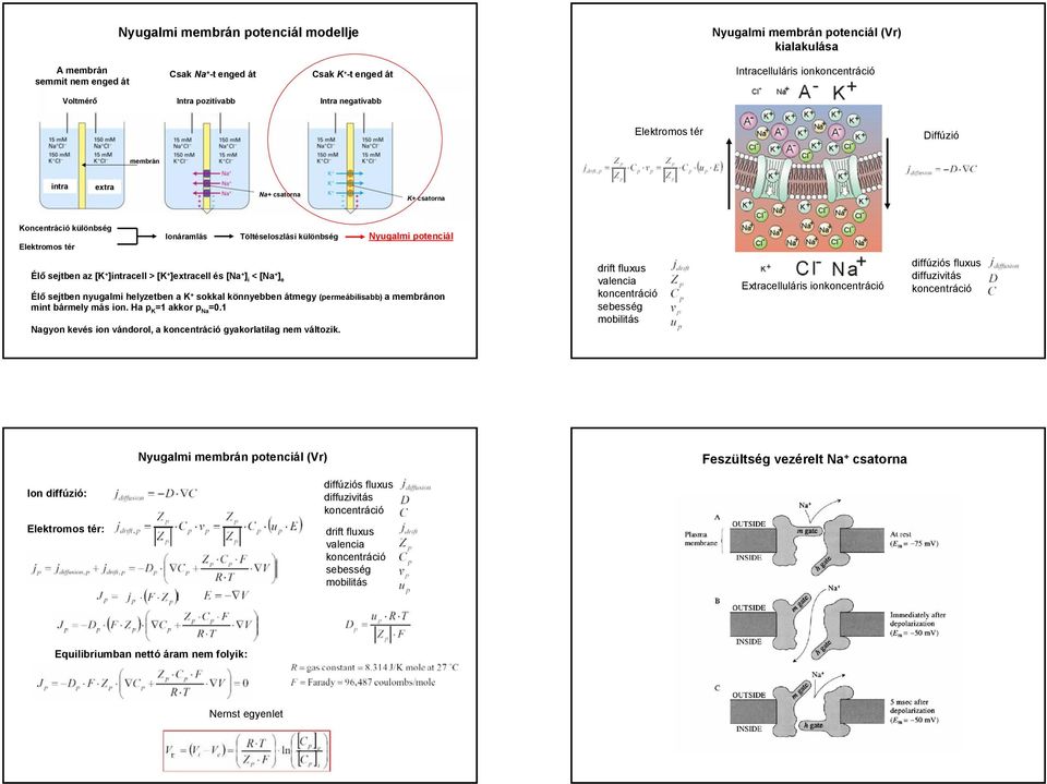 sejtben az [K + ]intracell > [K + ]extracell és [Na + ] i < [Na + ] e Élő sejtben nyugalmi helyzetben a K + sokkal könnyebben átmegy (permeábilisabb) a membránon mint bármely más ion.