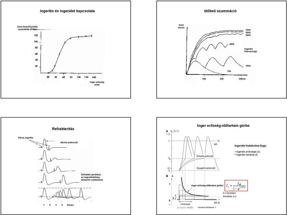 Ingerület kialakulása függ: Küszöb potenciál ingerlés erőssége (Is) ingerlés tartama (t) Nyugalmi potenciál Refrakter periódus: az
