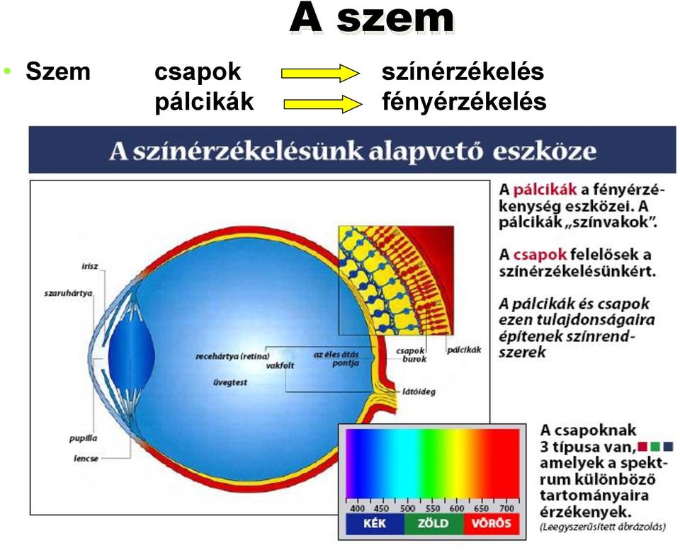 színérzékelés