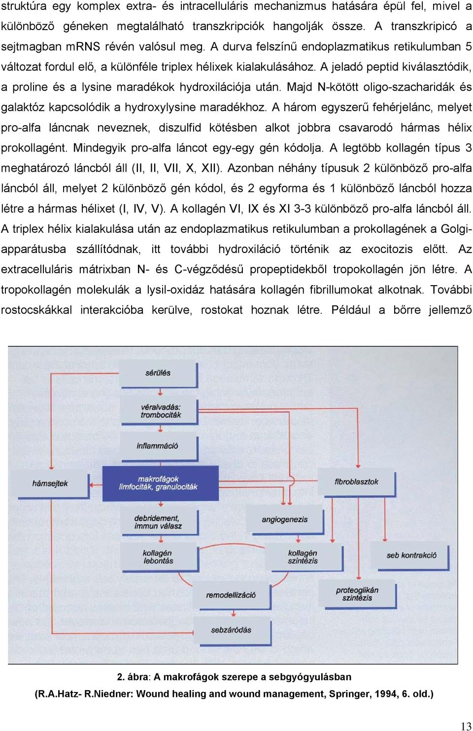 A jeladó peptid kiválasztódik, a proline és a lysine maradékok hydroxilációja után. Majd N-kötött oligo-szacharidák és galaktóz kapcsolódik a hydroxylysine maradékhoz.