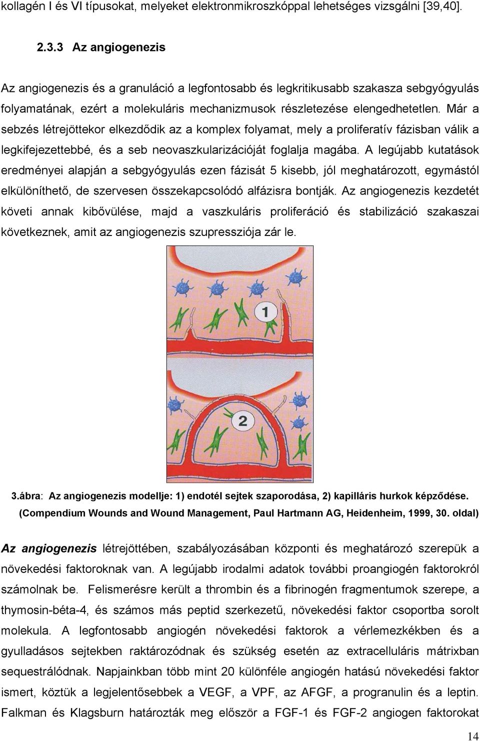 Már a sebzés létrejöttekor elkezdődik az a komplex folyamat, mely a proliferatív fázisban válik a legkifejezettebbé, és a seb neovaszkularizációját foglalja magába.