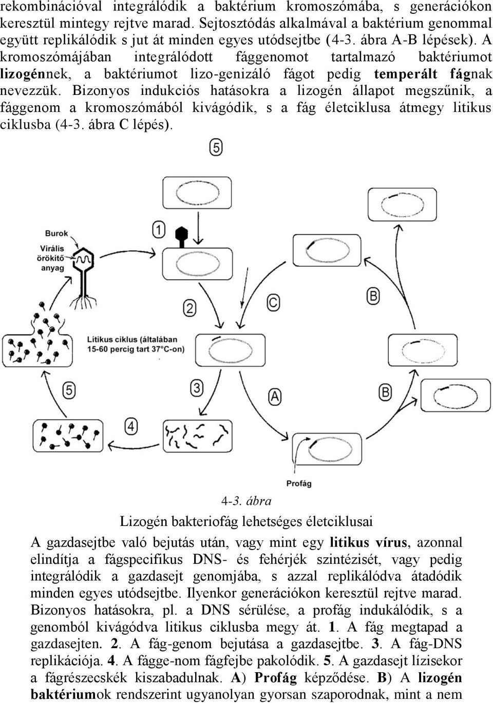 A kromoszómájában integrálódott fággenomot tartalmazó baktériumot lizogénnek, a baktériumot lizo-genizáló fágot pedig temperált fágnak nevezzük.