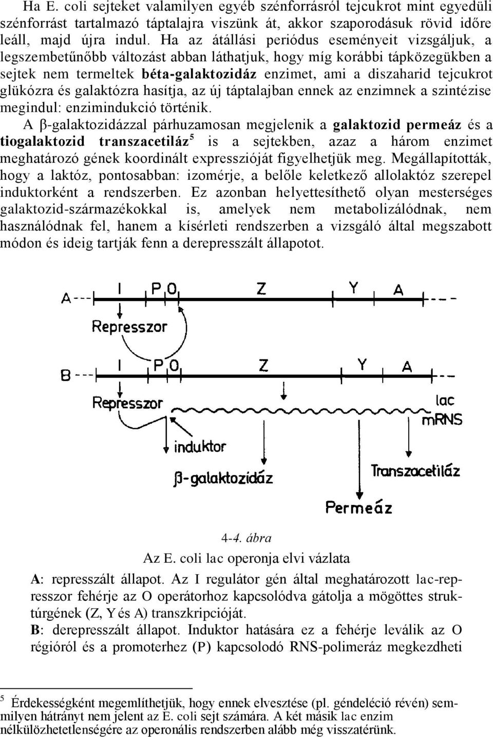 glükózra és galaktózra hasítja, az új táptalajban ennek az enzimnek a szintézise megindul: enzimindukció történik.