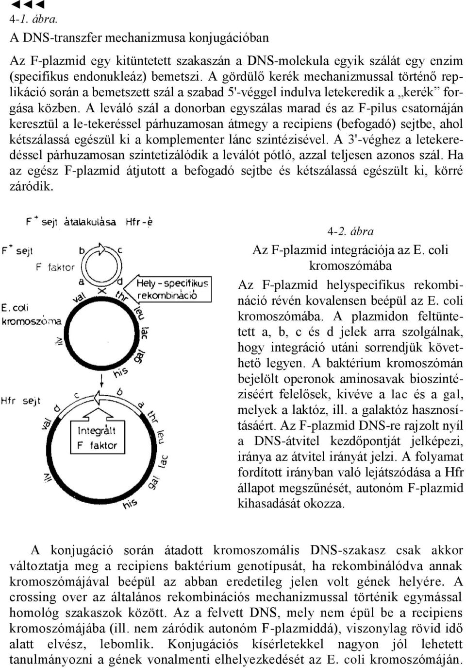 A leváló szál a donorban egyszálas marad és az F-pilus csatornáján keresztül a le-tekeréssel párhuzamosan átmegy a recipiens (befogadó) sejtbe, ahol kétszálassá egészül ki a komplementer lánc