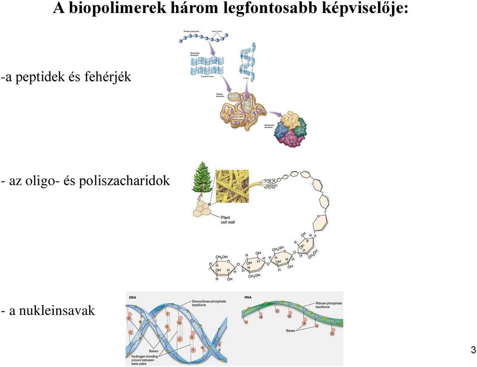 peptidek és fehérjék - az