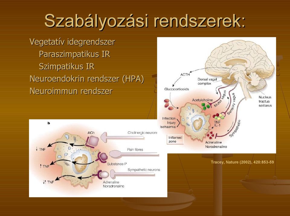 Szimpatikus IR Neuroendo dokrin rendszer