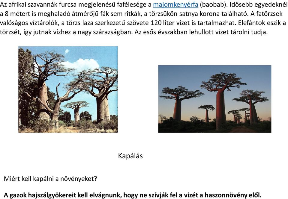 A fatörzsek valóságos víztárolók, a törzs laza szerkezetű szövete 120 liter vizet is tartalmazhat.