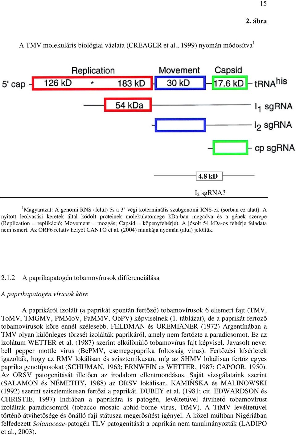 A nyitott leolvasási keretek által kódolt proteinek molekulatömege kdaban megadva és a gének szerepe (Replication = replikáció; Movement = mozgás; Capsid = köpenyfehérje).