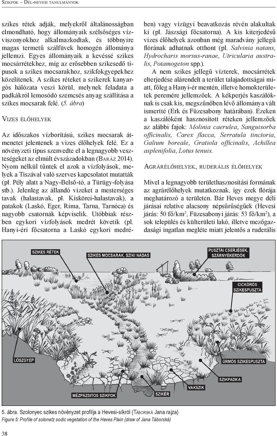 A szikes réteket a szikerek kanyargós hálózata veszi körül, melynek feladata a padkákról lemosódó szemcsés anyag szállítása a szikes mocsarak felé. (5.