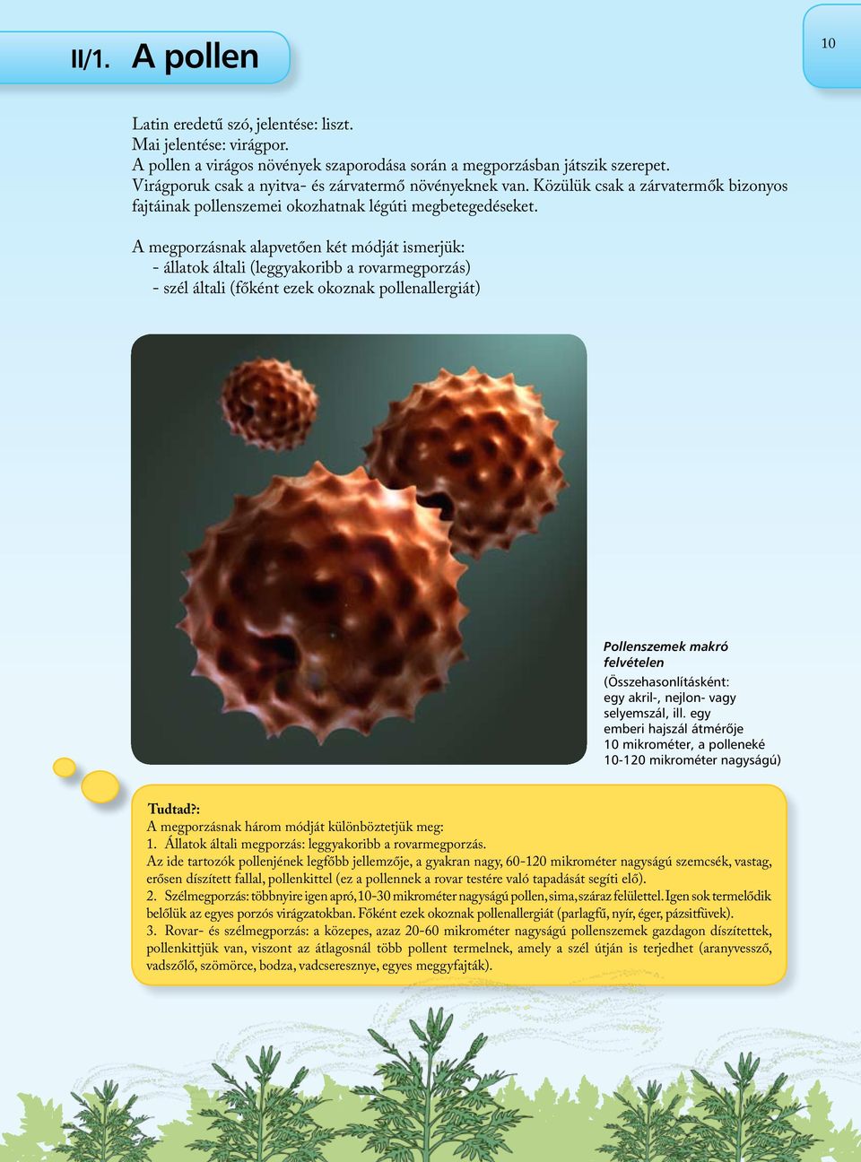 A megporzásnak alapvetően két módját ismerjük: - állatok általi (leggyakoribb a rovarmegporzás) - szél általi (főként ezek okoznak pollenallergiát) Pollenszemek makró felvételen (Összehasonlításként: