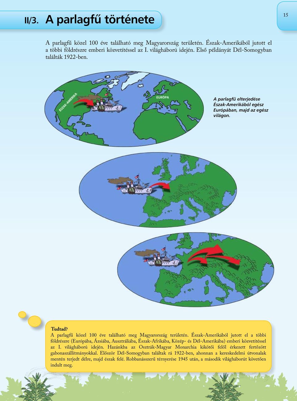 Észak-Amerikából jutott el a többi földrészre (Európába, Ázsiába, Ausztráliába, Észak-Afrikába, Közép- és Dél-Amerikába) emberi közvetítéssel az I. világháború idején.