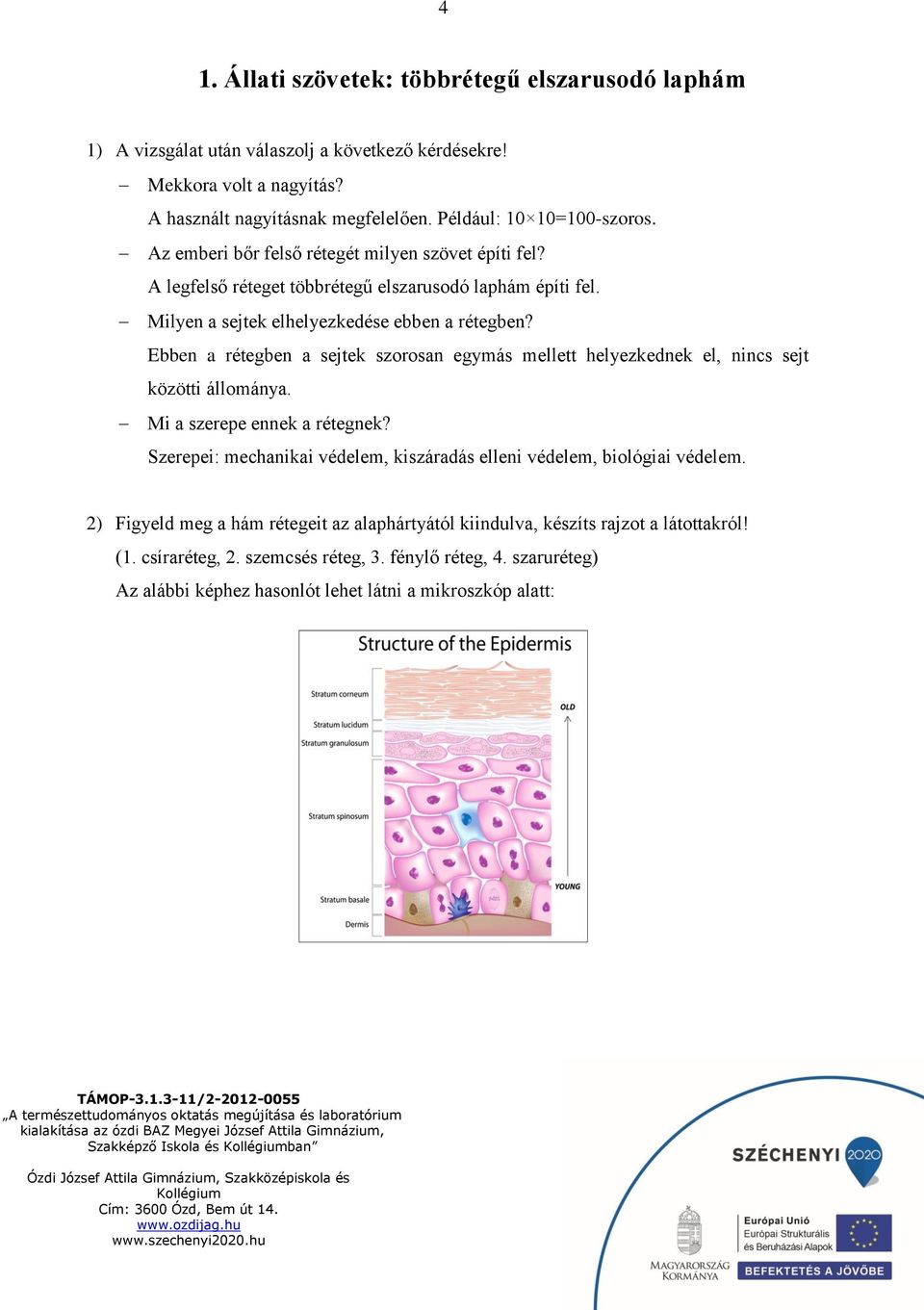 Ebben a rétegben a sejtek szorosan egymás mellett helyezkednek el, nincs sejt közötti állománya. Mi a szerepe ennek a rétegnek?