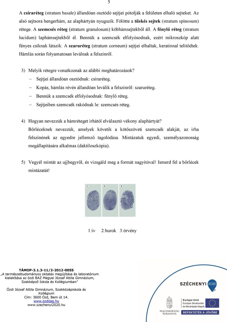 A szaruréteg (stratum corneum) sejtjei elhaltak, keratinnal telítődtek. Hámlás során folyamatosan leválnak a felszínről. 3) Melyik rétegre vonatkoznak az alábbi meghatározások?