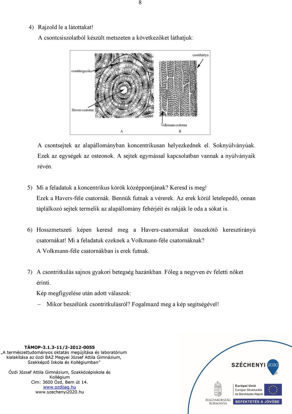 Bennük futnak a vérerek. Az erek körül letelepedő, onnan táplálkozó sejtek termelik az alapállomány fehérjéit és rakják le oda a sókat is.