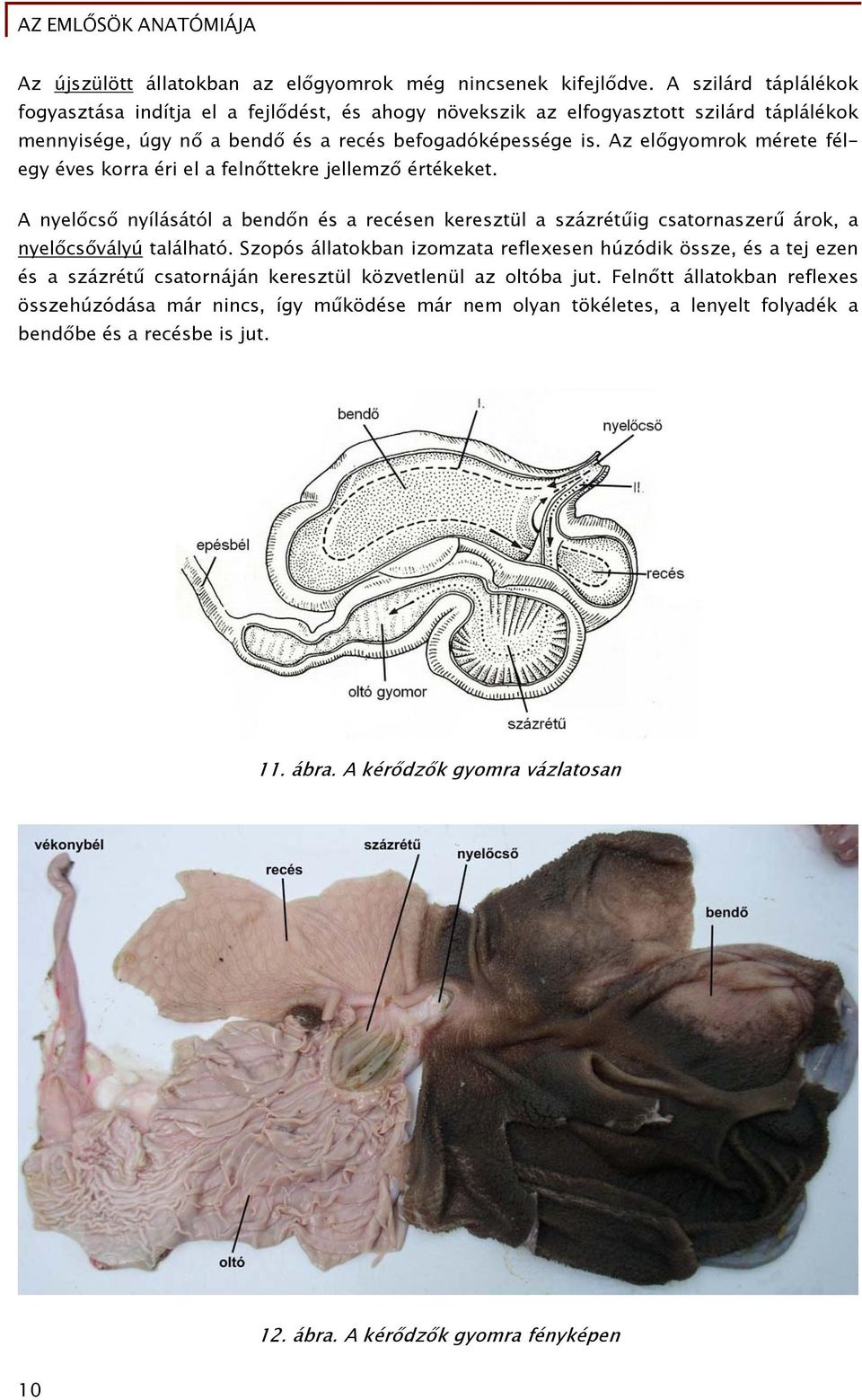 Az előgyomrok mérete félegy éves korra éri el a felnőttekre jellemző értékeket. A nyelőcső nyílásától a bendőn és a recésen keresztül a százrétűig csatornaszerű árok, a nyelőcsővályú található.