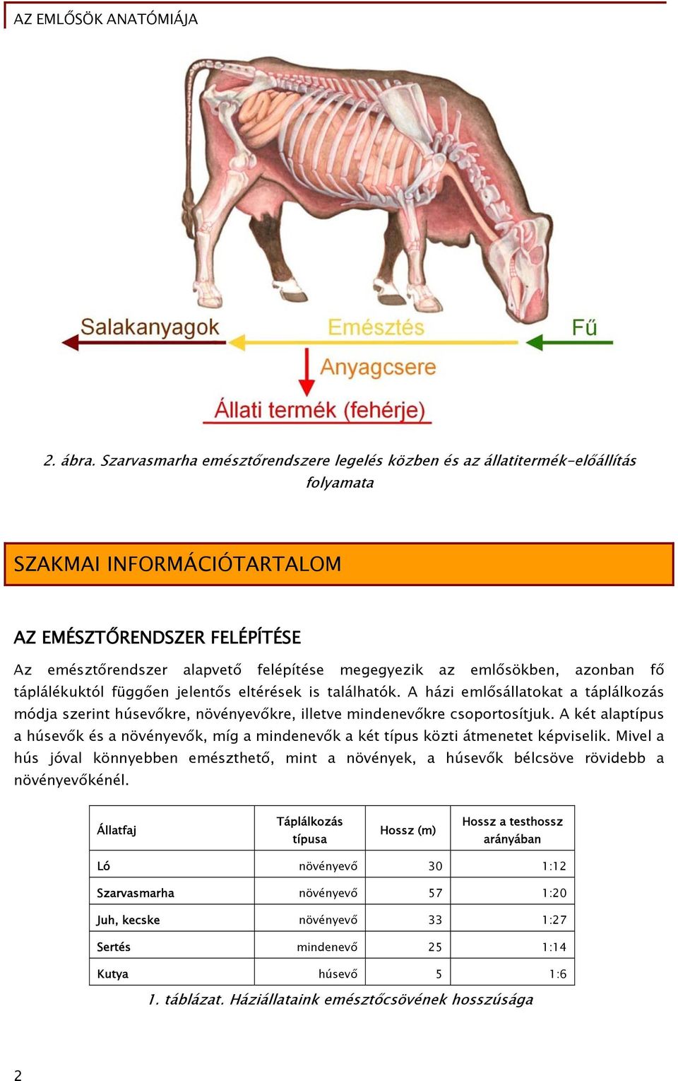 emlősökben, azonban fő táplálékuktól függően jelentős eltérések is találhatók. A házi emlősállatokat a táplálkozás módja szerint húsevőkre, növényevőkre, illetve mindenevőkre csoportosítjuk.