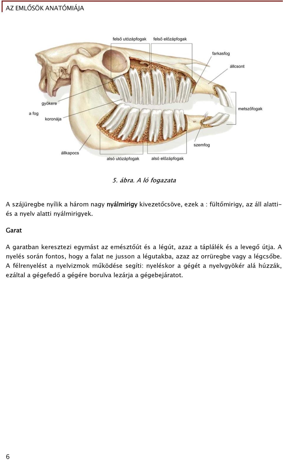 alatti nyálmirigyek. Garat A garatban keresztezi egymást az emésztőút és a légút, azaz a táplálék és a levegő útja.