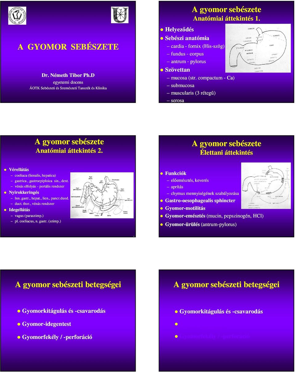 Helyeződés Sebészi anatómia cardia - fornix (His-szög) szög) fundus - corpus antrum - pylorus Szövettan mucosa (str.