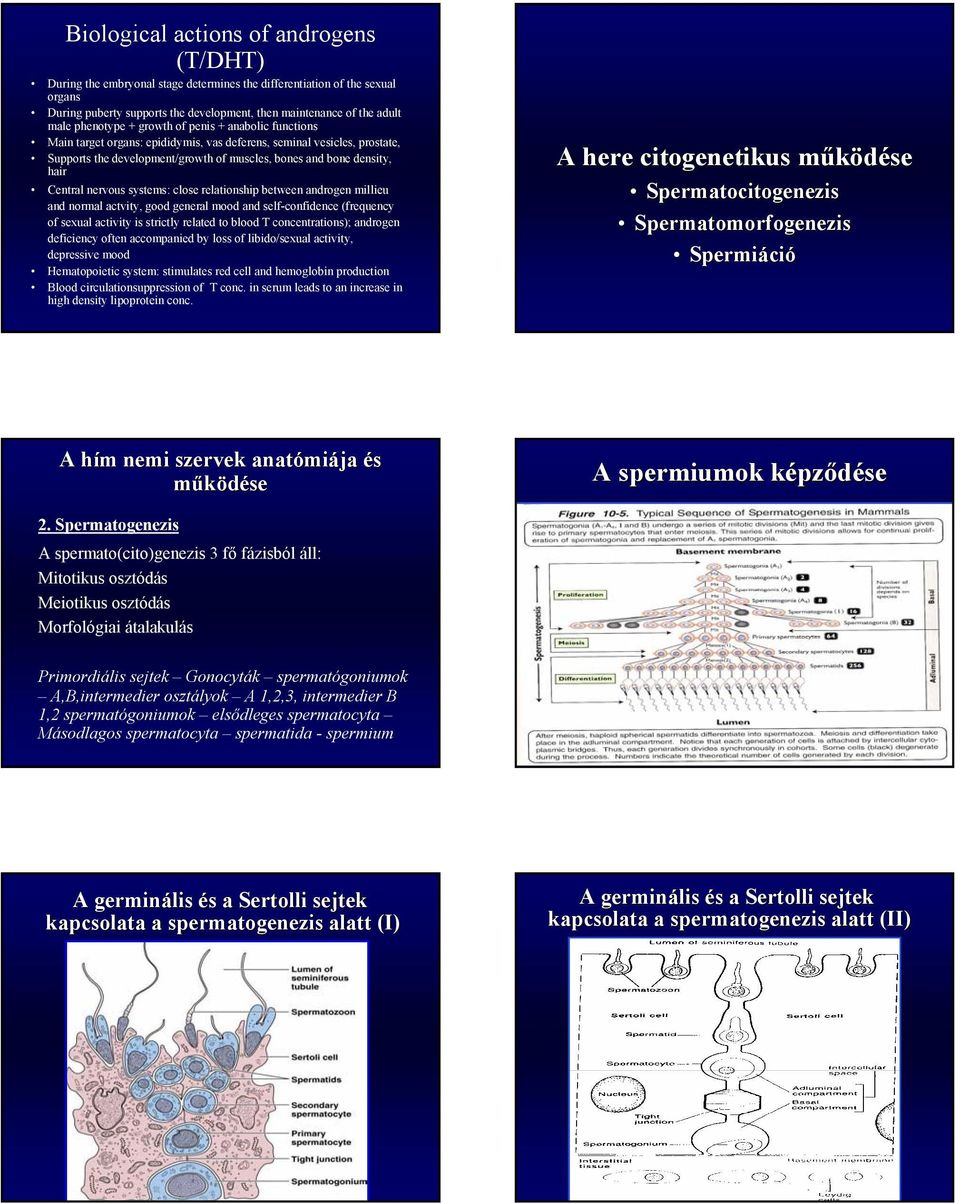 Central nervous systems: close relationship between androgen millieu and normal actvity, good general mood and self-confidence (frequency of sexual activity is strictly related to blood T