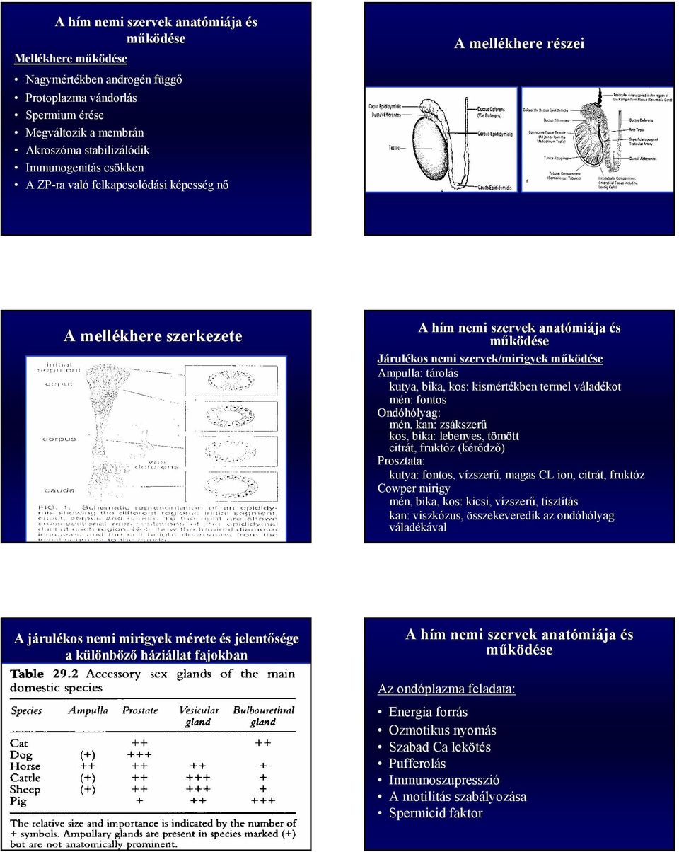 zsákszerű kos, bika: lebenyes, tömött citrát, fruktóz (kérődző) Prosztata: kutya: fontos, vízszerű, magas CL ion, citrát, fruktóz Cowper mirigy mén, bika, kos: kicsi, vízszerű, tisztítás kan: