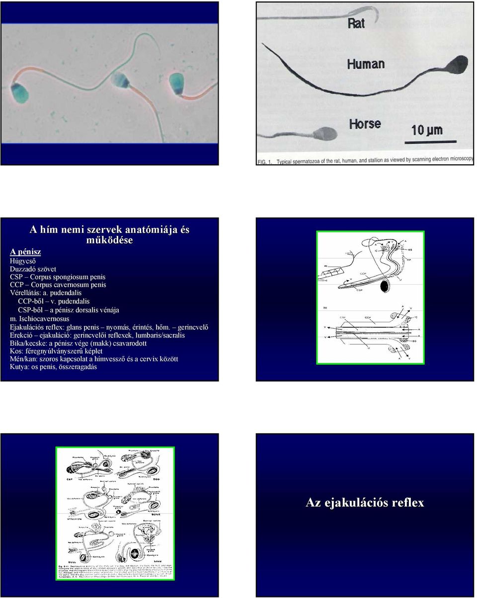 Ischiocavernosus Ejakulációs reflex: glans penis nyomás, érint, hőm.