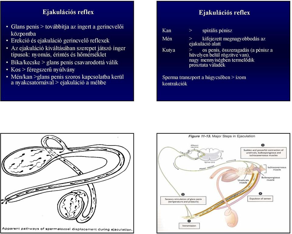 kapcsolatba kerül a nyakcsatornával > ejakuláció a méhbe Ejakuláci ciós s reflex Kan > spirális pénisz Mén > kifejezett megnagyobbodás az ejakuláció alatt