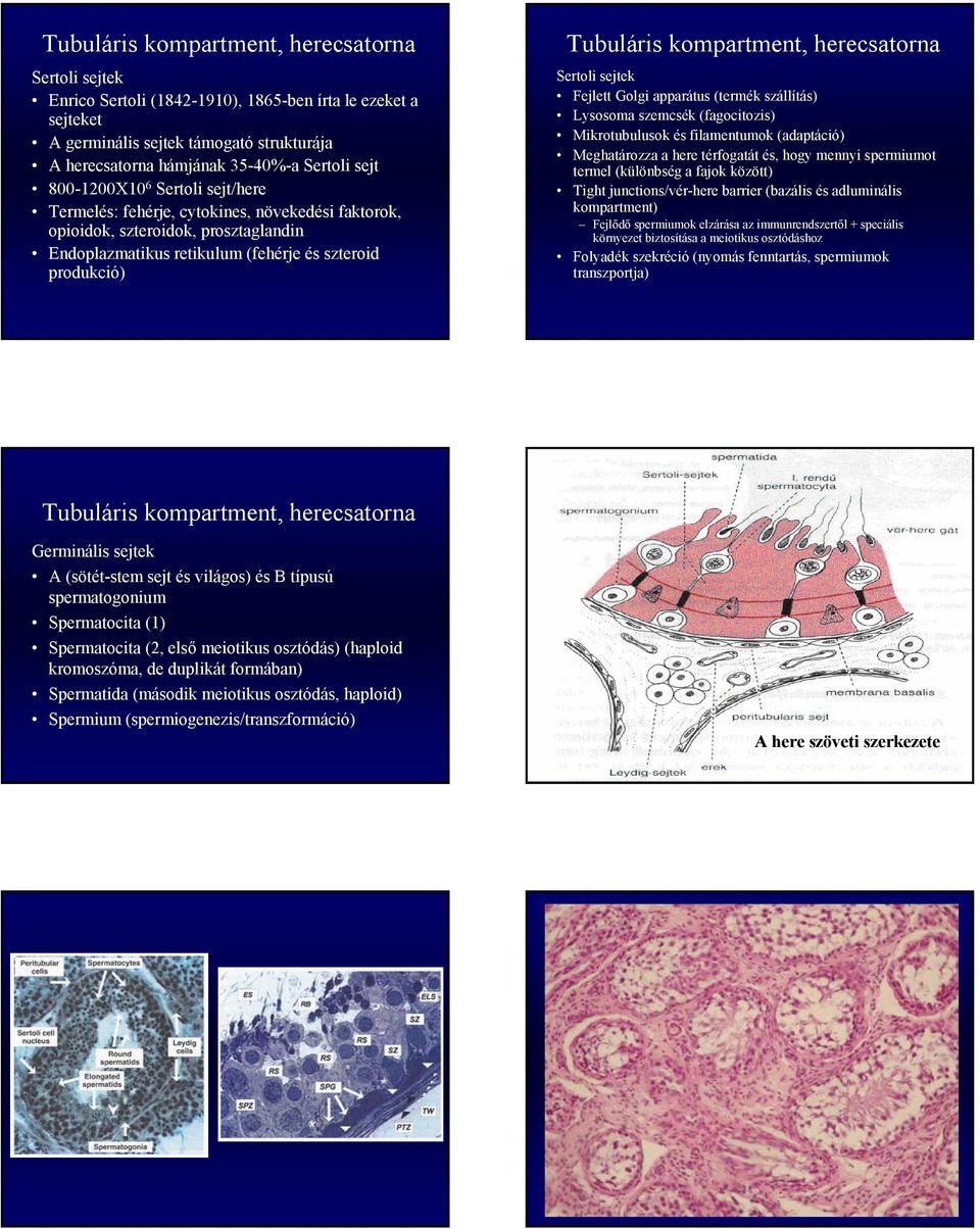 herecsatorna Sertoli sejtek Fejlett Golgi apparátus (termék szállítás) Lysosoma szemcsék (fagocitozis) Mikrotubulusok filamentumok (adaptáció) Meghatározza a here térfogatát, hogy mennyi spermiumot