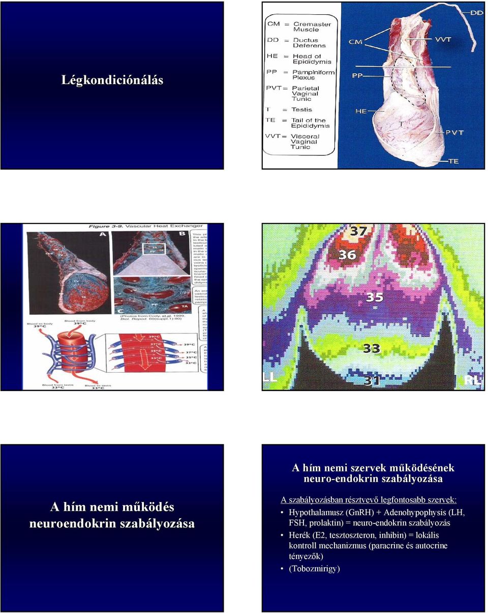 Hypothalamusz (GnRH) + Adenohypophysis (LH, FSH, prolaktin) = neuro-endokrin szabályozás Herék