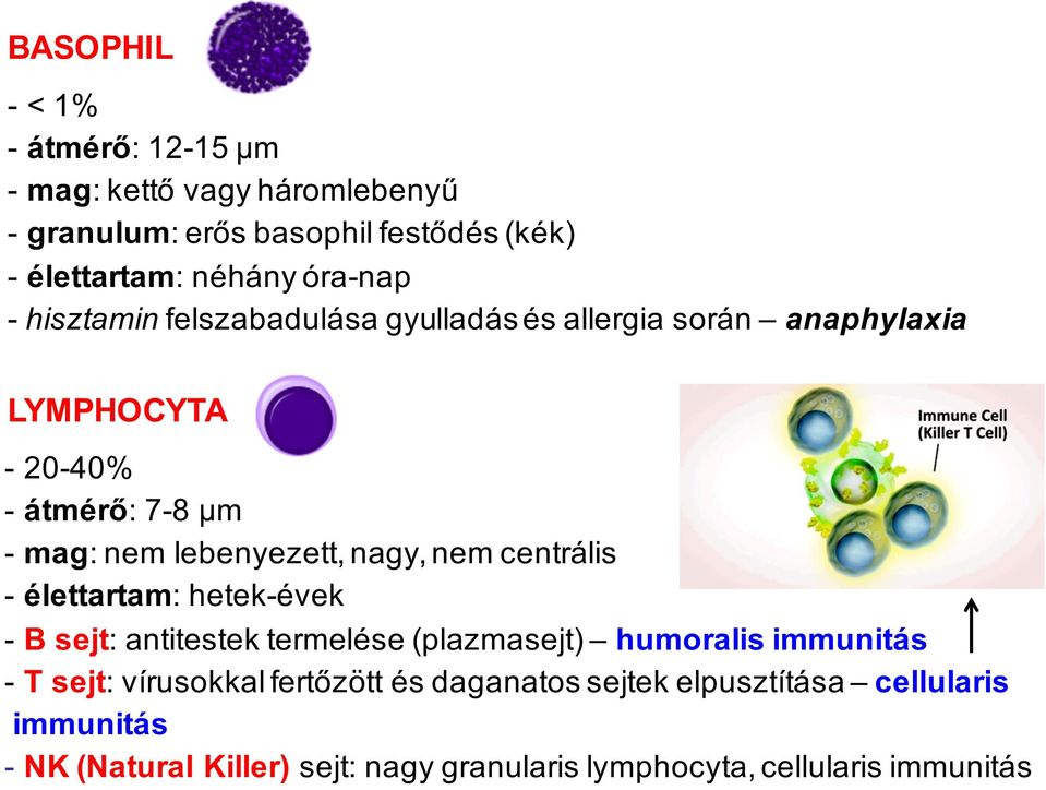 lebenyezett, nagy, nem centrális - élettartam: hetek-évek - B sejt: antitestek termelése (plazmasejt) humoralis immunitás - T sejt: