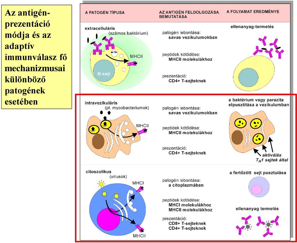 immunválasz fő