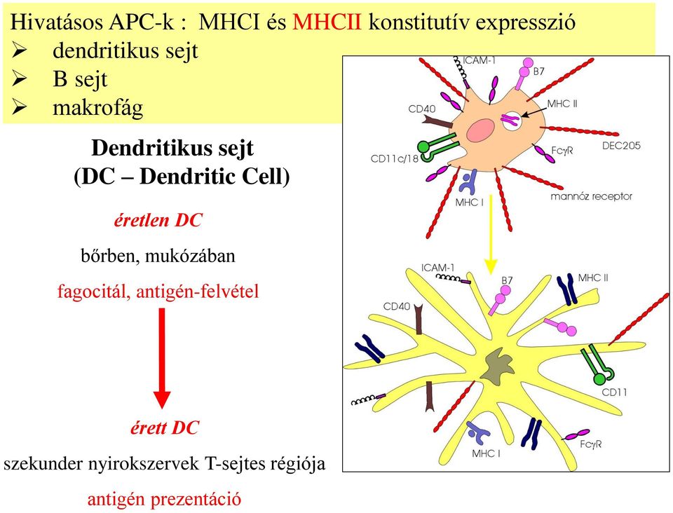 Dendritic Cell) éretlen DC bőrben, mukózában fagocitál,