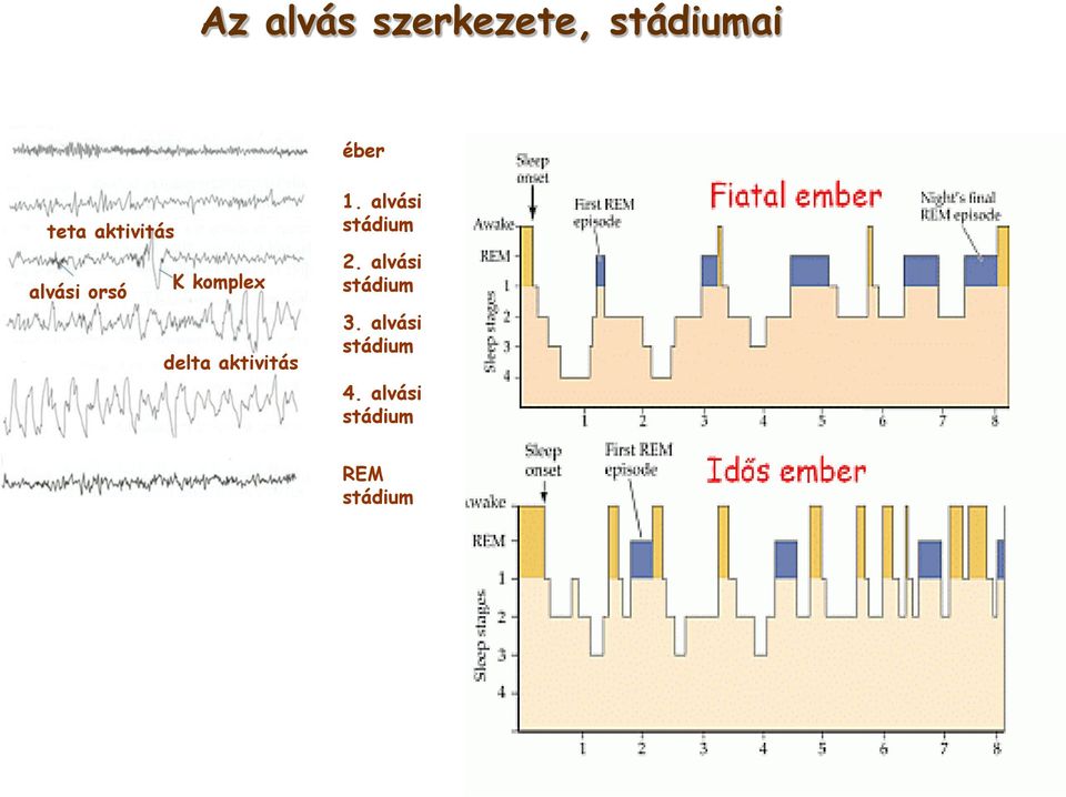 aktivitás 1. alvási stádium 2.