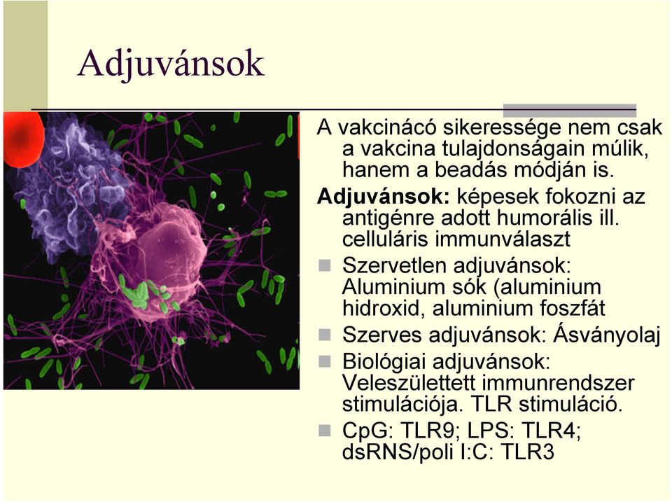 celluláris immunválaszt Szervetlen adjuvánsok: Aluminium sók (aluminium hidroxid, aluminium foszfát