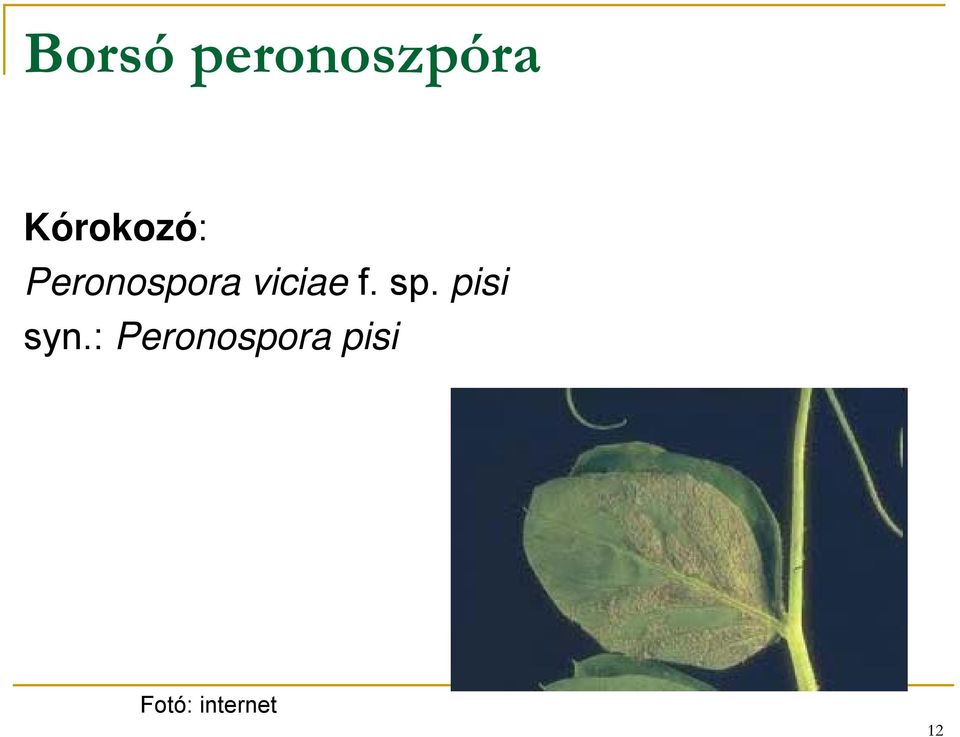 viciae f. sp.