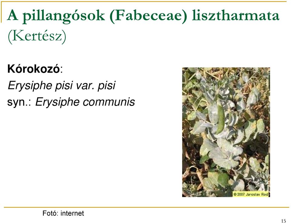 Kórokozó: Erysiphe pisi