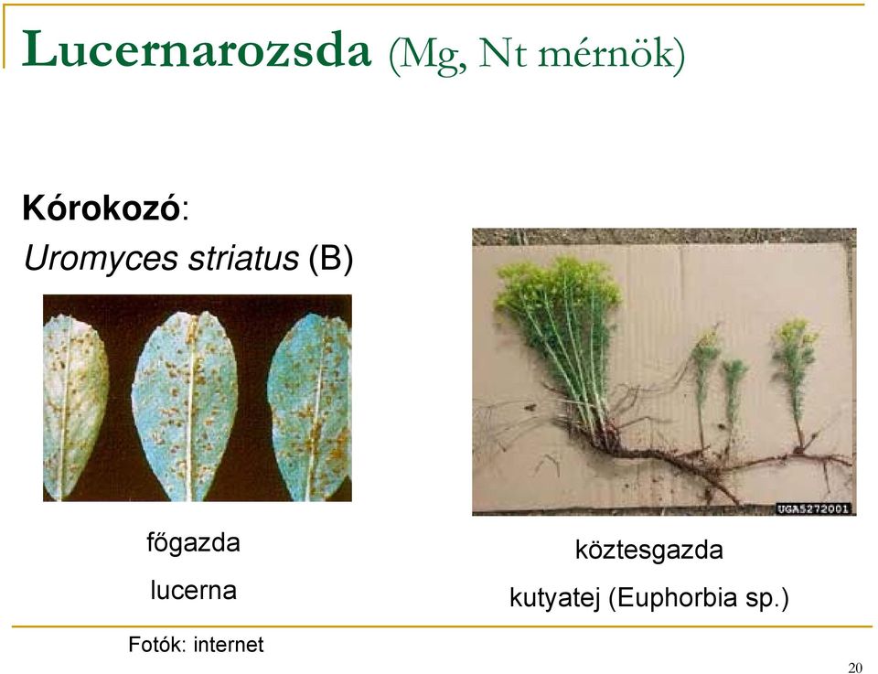 főgazda lucerna köztesgazda