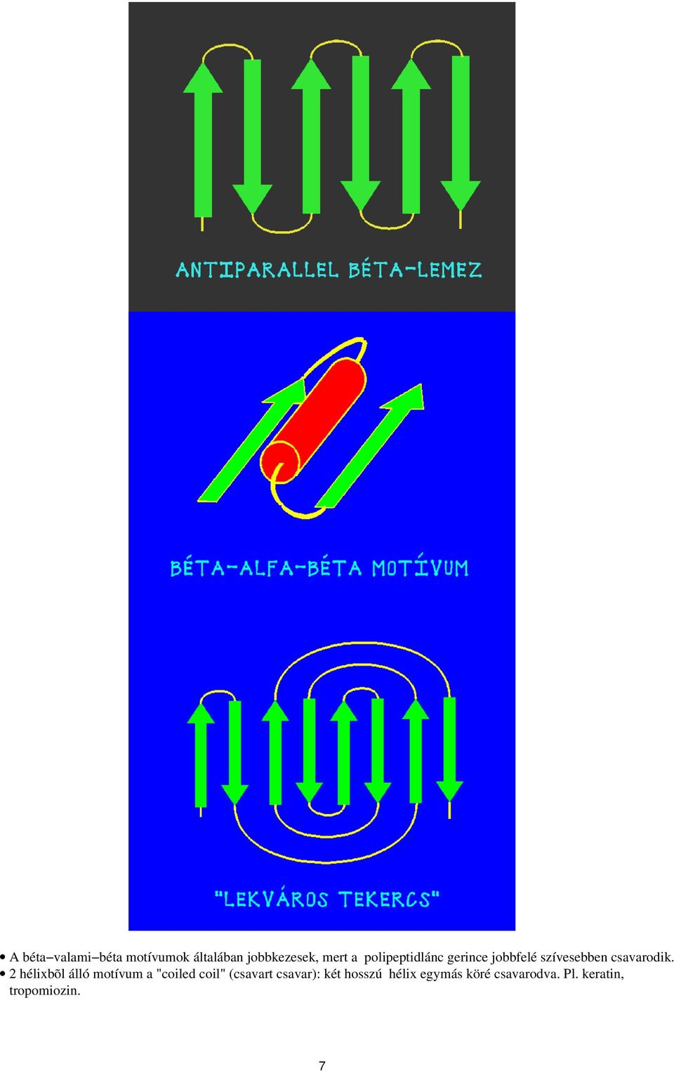 2 hélixbõl álló motívum a "coiled coil" (csavart csavar):