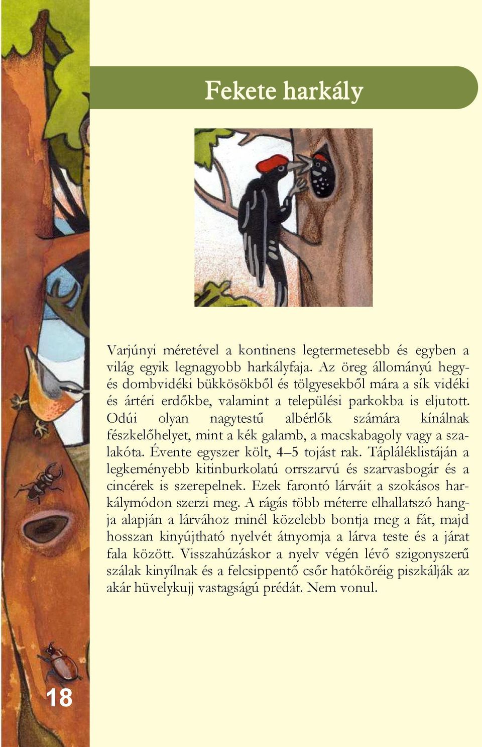 Odúi olyan nagytestű albérlők számára kínálnak fészkelőhelyet, mint a kék galamb, a macskabagoly vagy a szalakóta. Évente egyszer költ, 4 5 tojást rak.