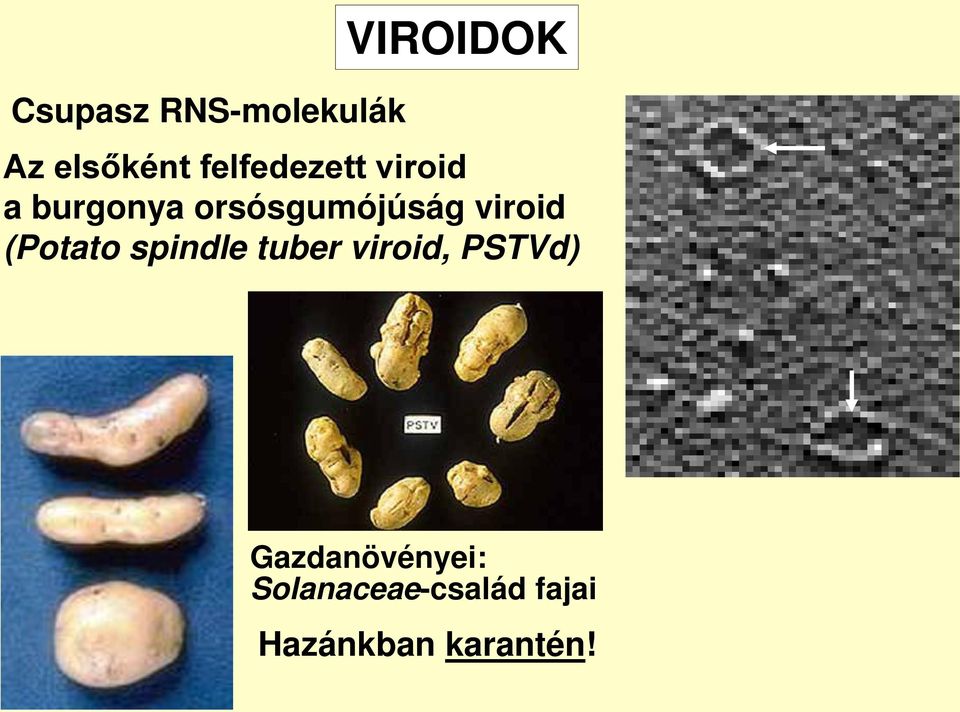 viroid (Potato spindle tuber viroid, PSTVd)