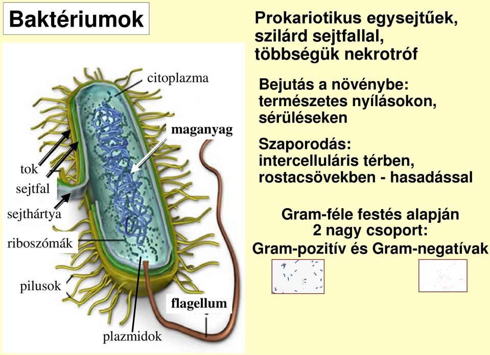 nyílásokon, sérüléseken Szaporodás: intercelluláris térben, rostacsövekben - hasadással